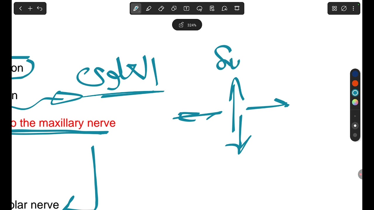 DR.AhmedReda_Anatomy (24:44 MCQ)