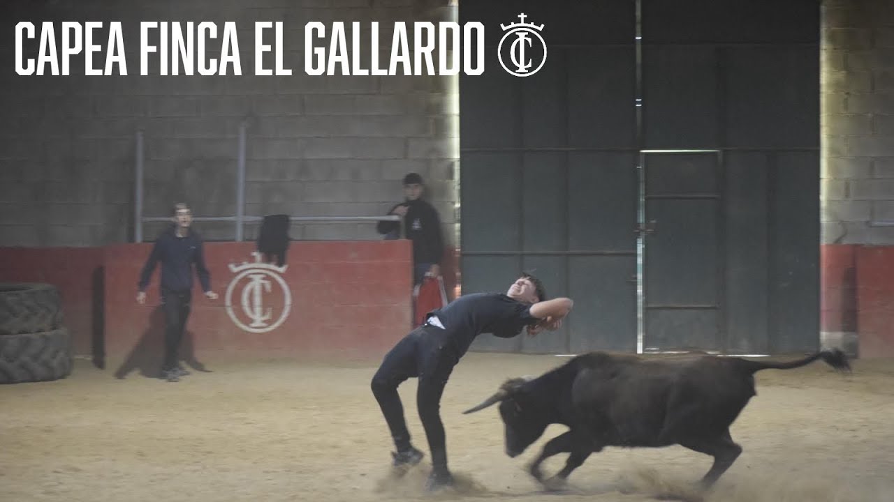 os dejo por aqu&iacute; el primer v&iacute;deo de canal capea en el Gallardo  con  Utrera del Freixo ❤️🐂