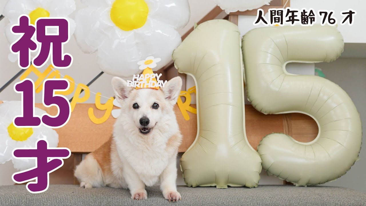 コーギー犬ノエさん、15歳の誕生日です！