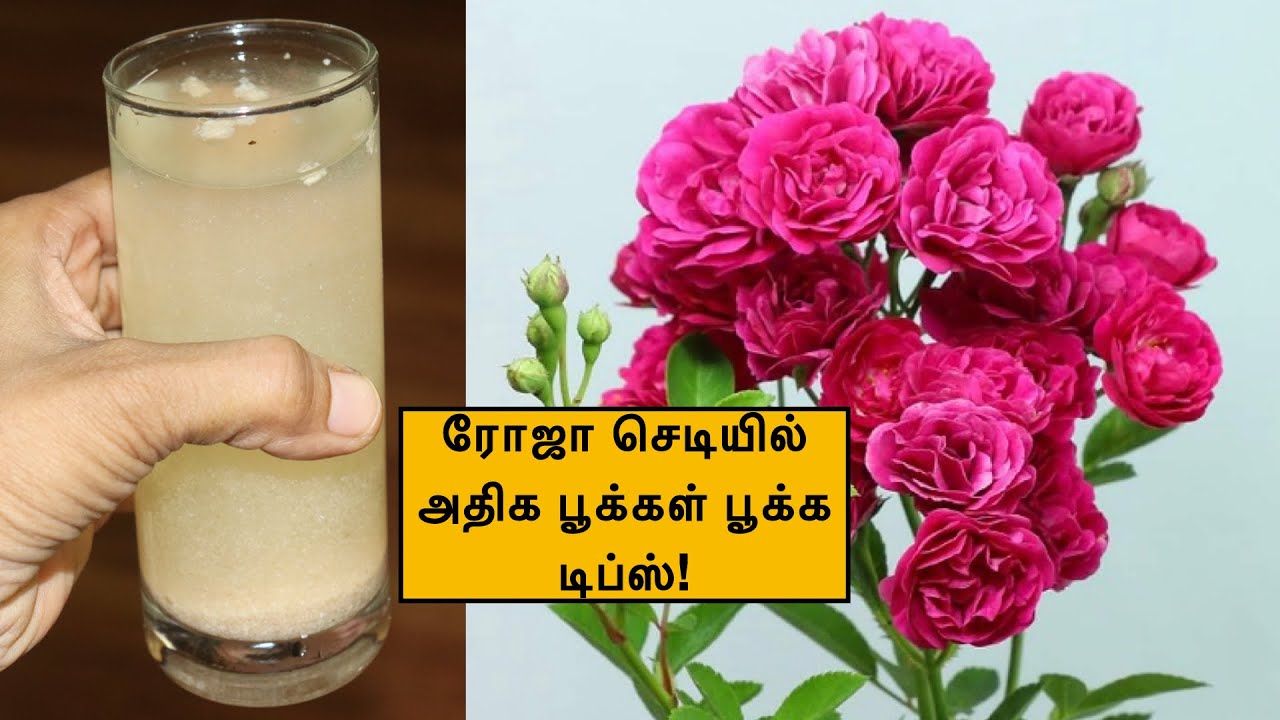 ரோஜா செடியில் அதிக பூக்கள் பூக்க டிப்ஸ்! | Top 5 Tips for Rose plants | Best Rose plant fertilizers