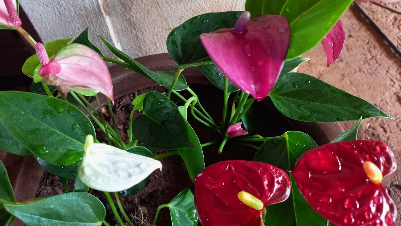 Como cultivar Mini Antúrio sem frescuras.
