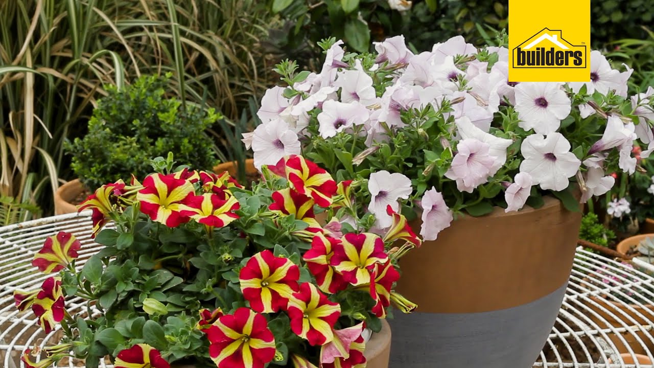 Everything you Need to Know About Petunias