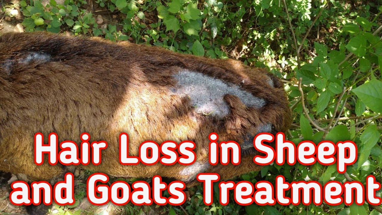 Sheep And Goat Farming - Hair and Skin infections in Sheep and Goats- Reasons & Treatment