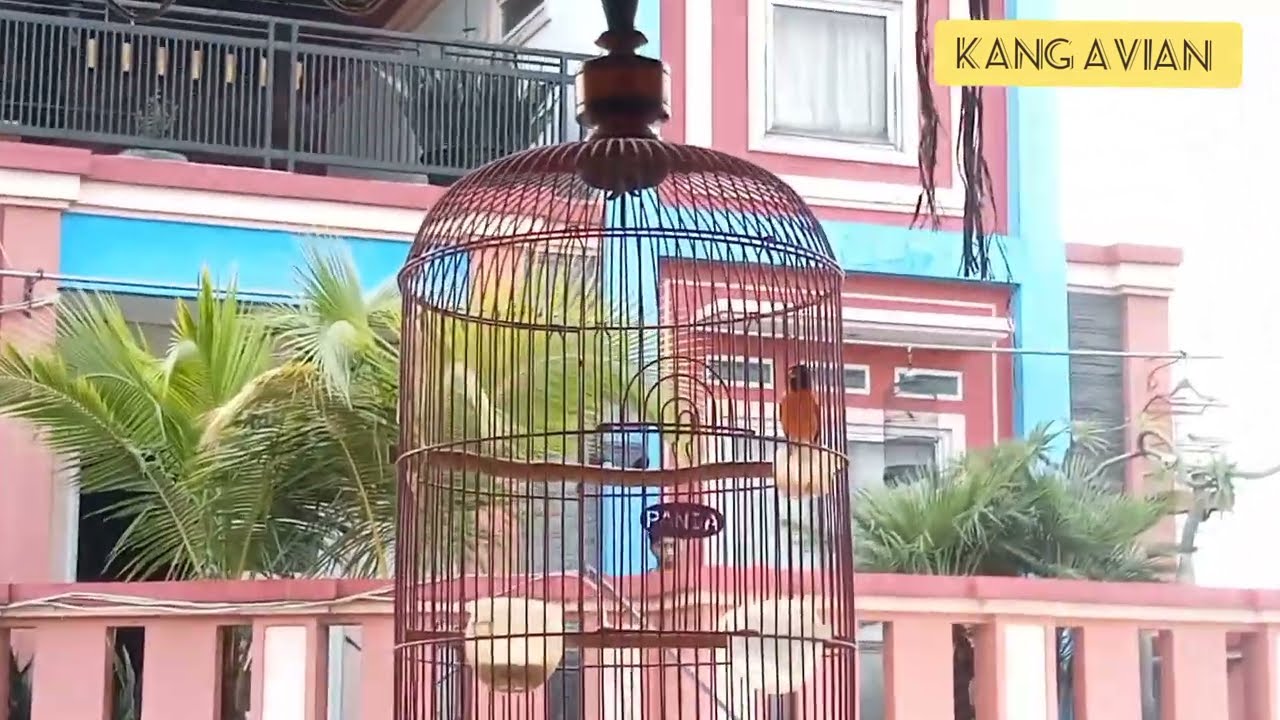 meningkatkan birahi burung redsiskin