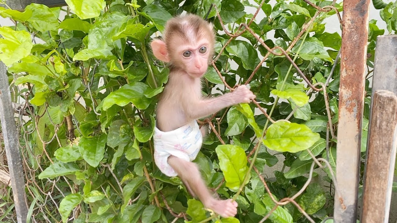 Baby DORN Very Satisfy Climb On The Fence In Garden In Yard