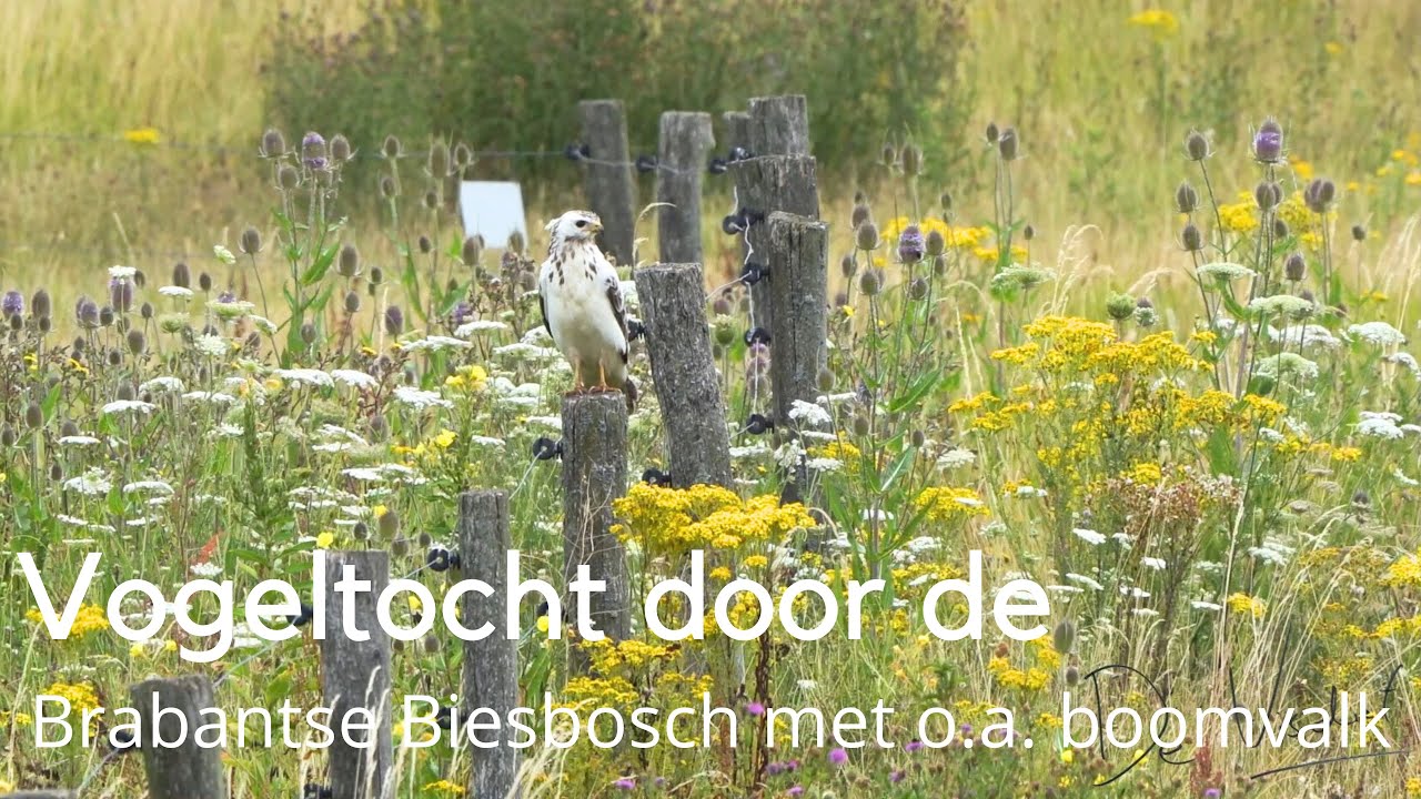 Vogeltocht door de Brabantse Biesbosch met o.a. de boomvalk en steltkluut #1581