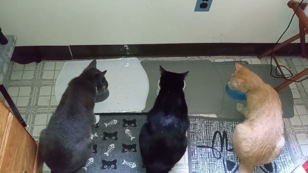 THE BLENDING OF MY NEW CAT FAMILY