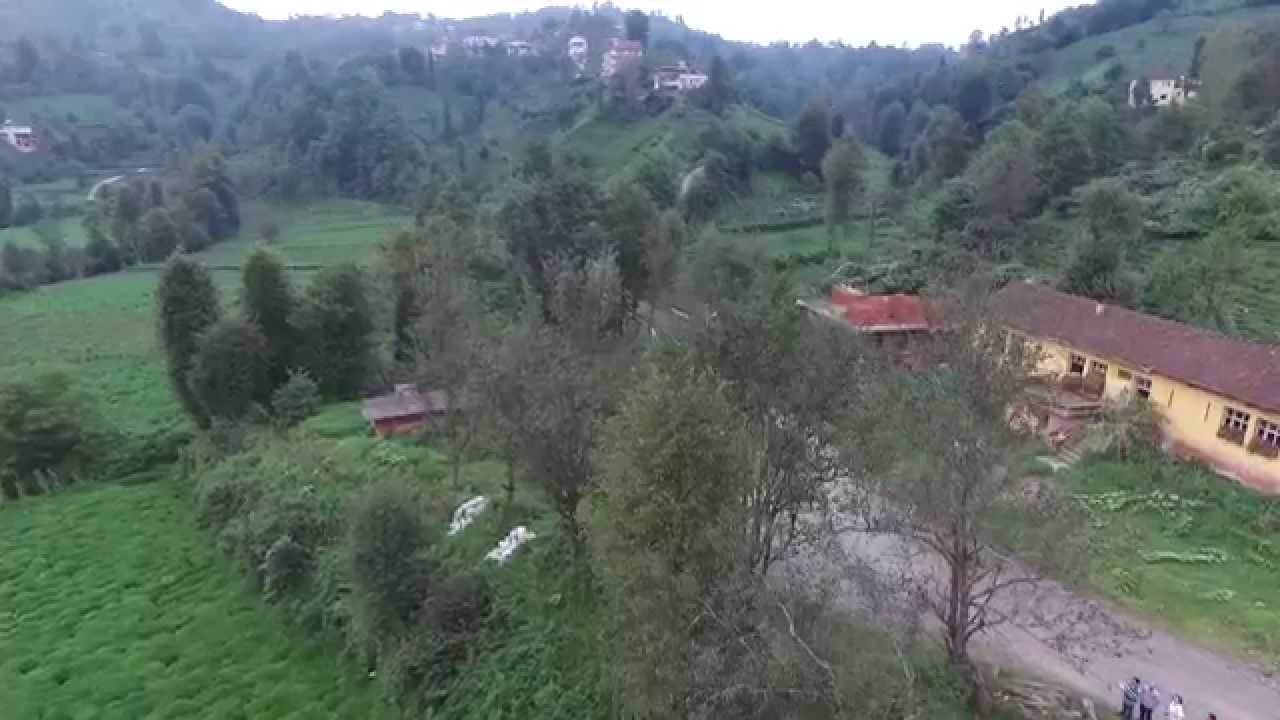 Siyat Köyü Çay hasatı