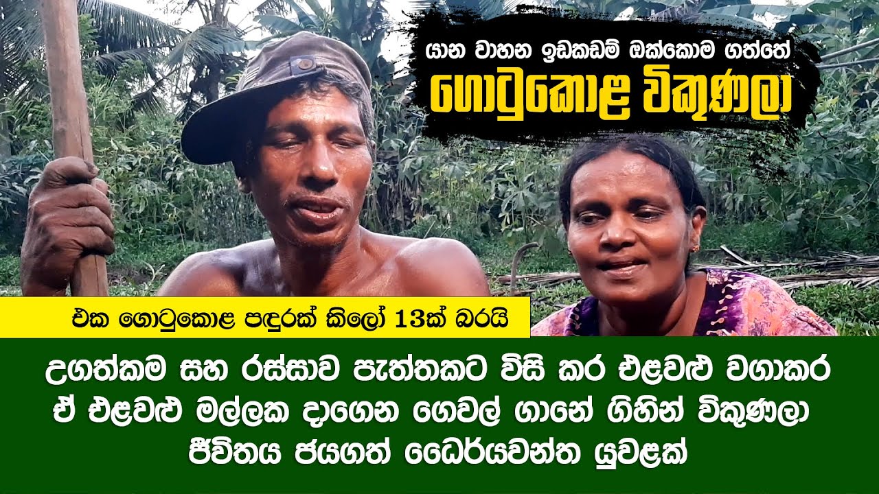 ගොටුකොළ පඳුරේ විප්ලවය....