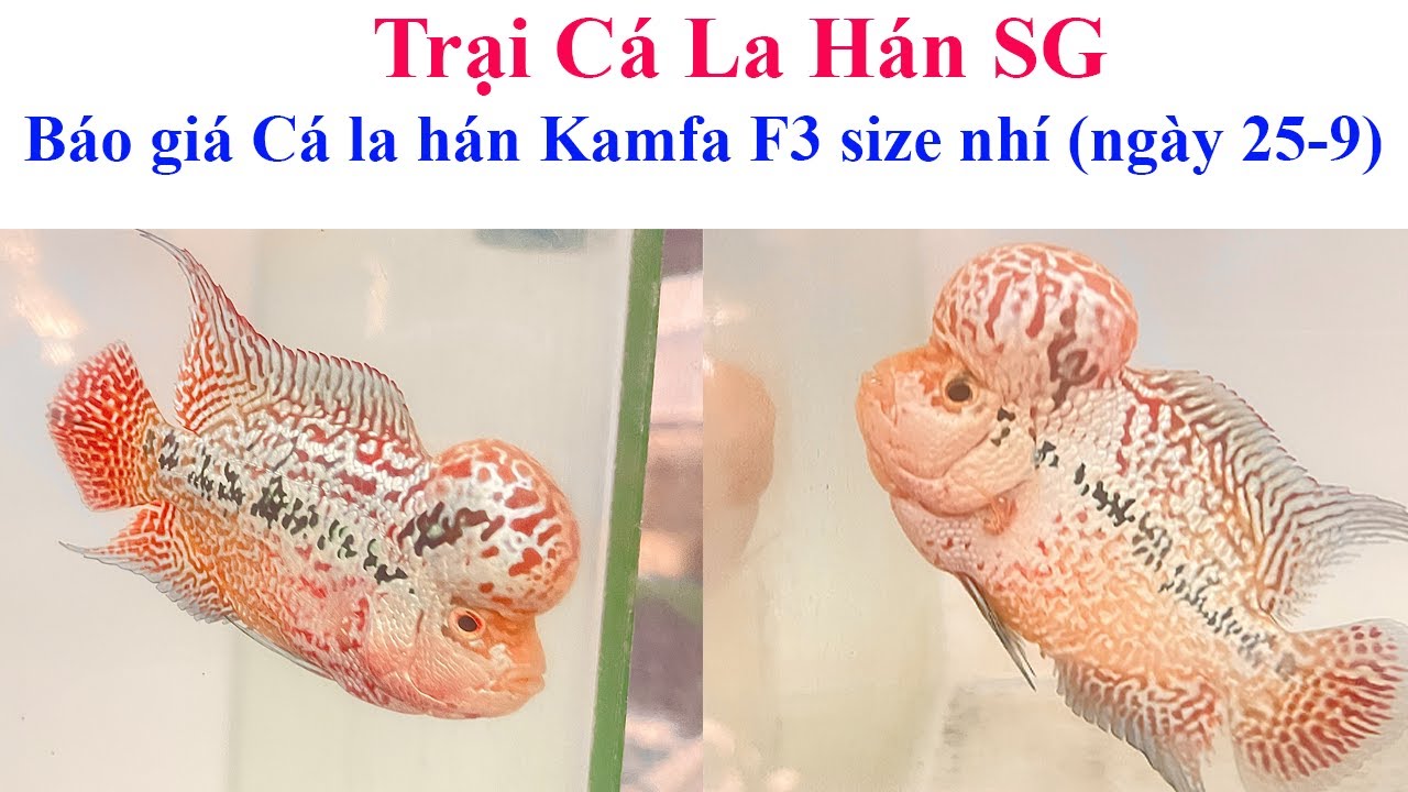 Báo giá cá la hán Kamfa F3 size nhí (ngày 25-9) - Trại Cá La Hán SG