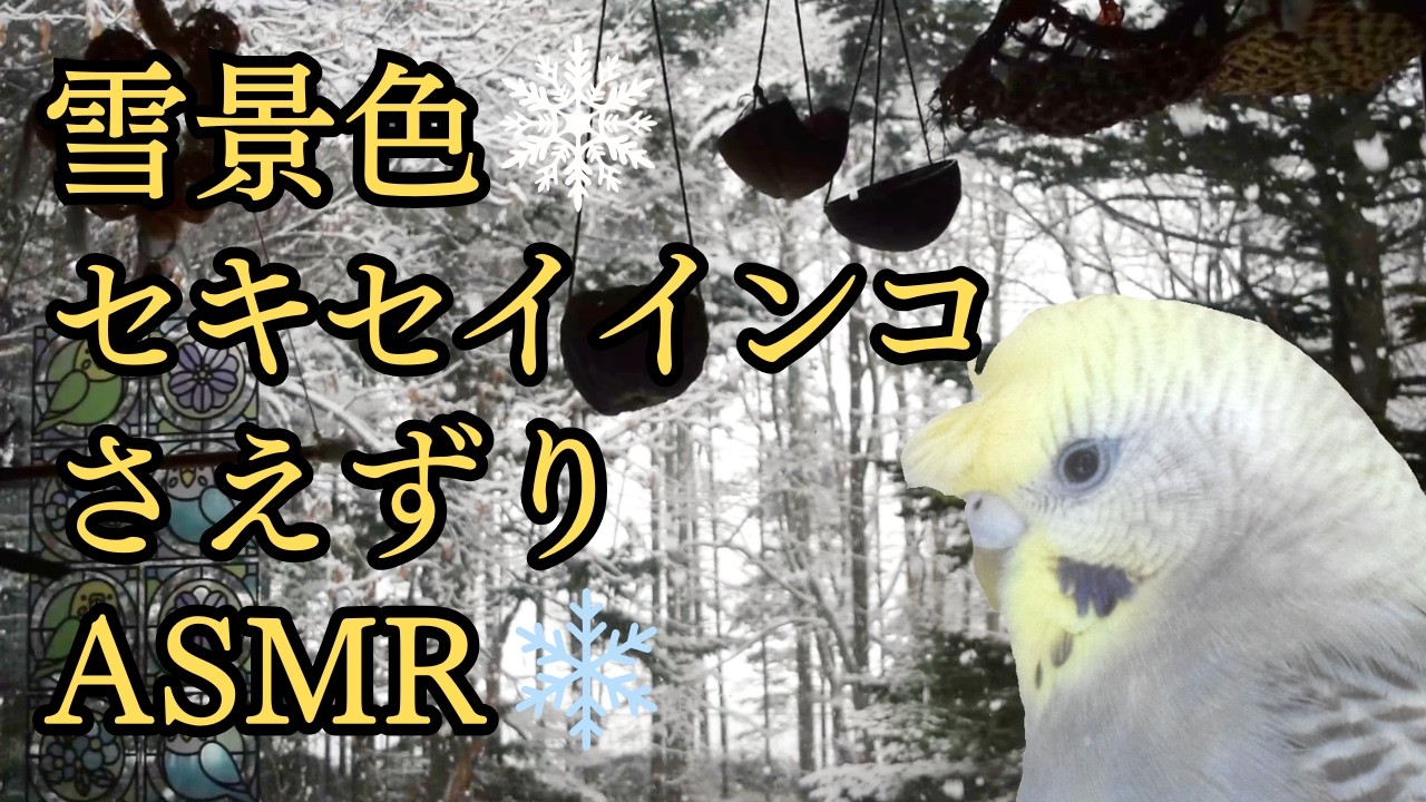 雪景色とセキセイインコのさえずりASMR