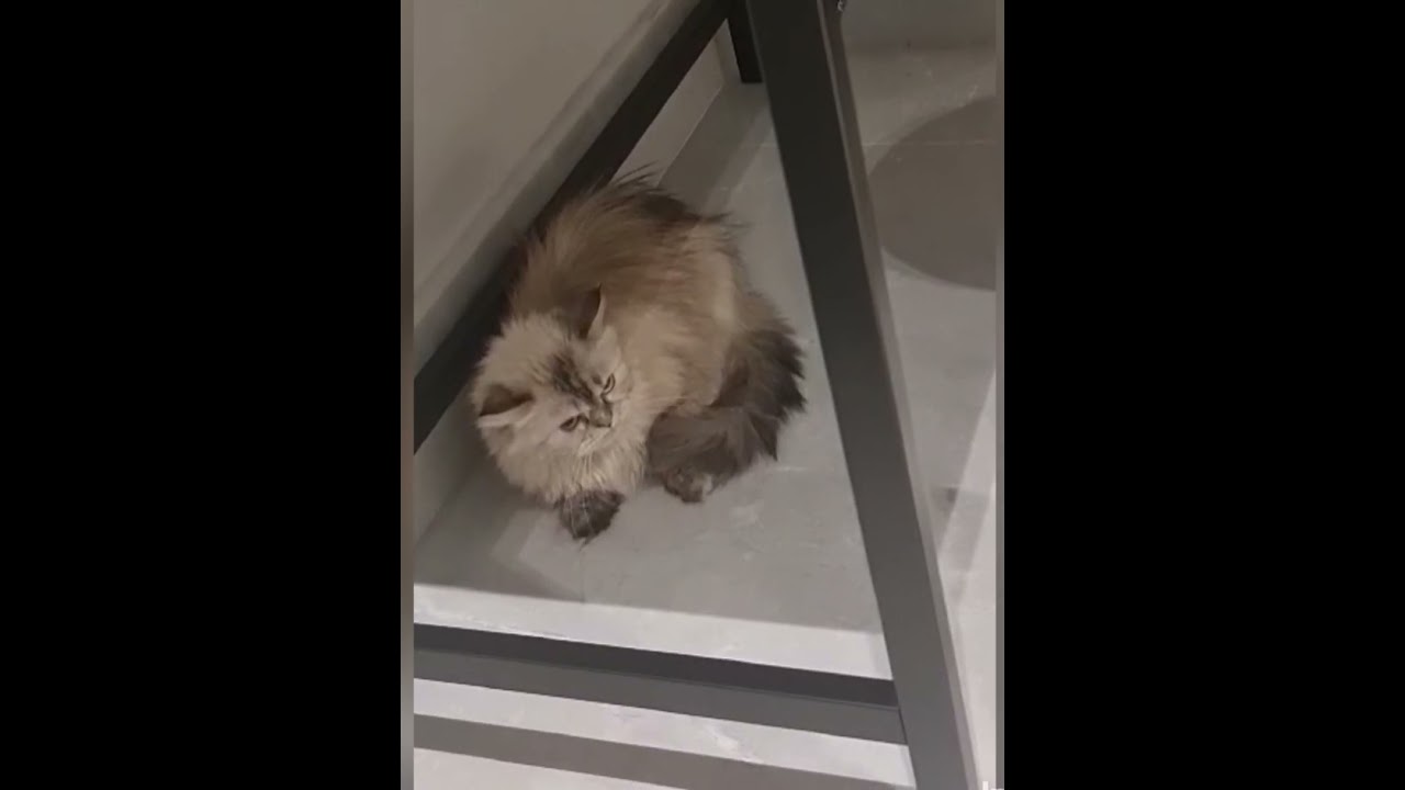 HELP Please🥹My cats keep fighting all the time even though they have been together for over a month