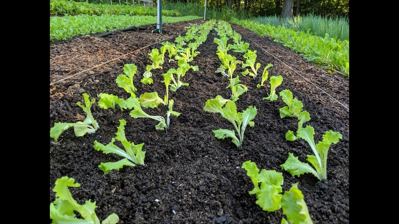 Transplant Lettuce FAST - No Paperpot Transplanter
