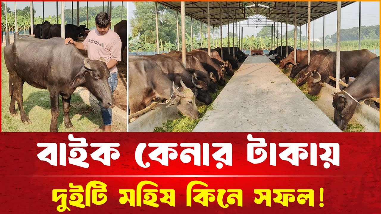বাইকের টাকায় দুই মহিষ কিনে আজ সফল খামারি কলেজ শিক্ষার্থী!  | দেশেরপত্র | Desherpotro