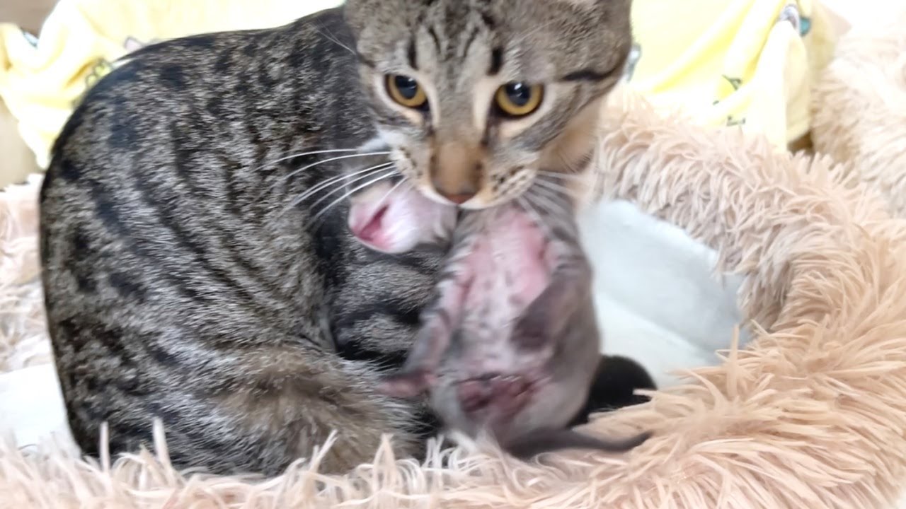 Кошка-мать относит своих котят одного за другим к старшей кошке