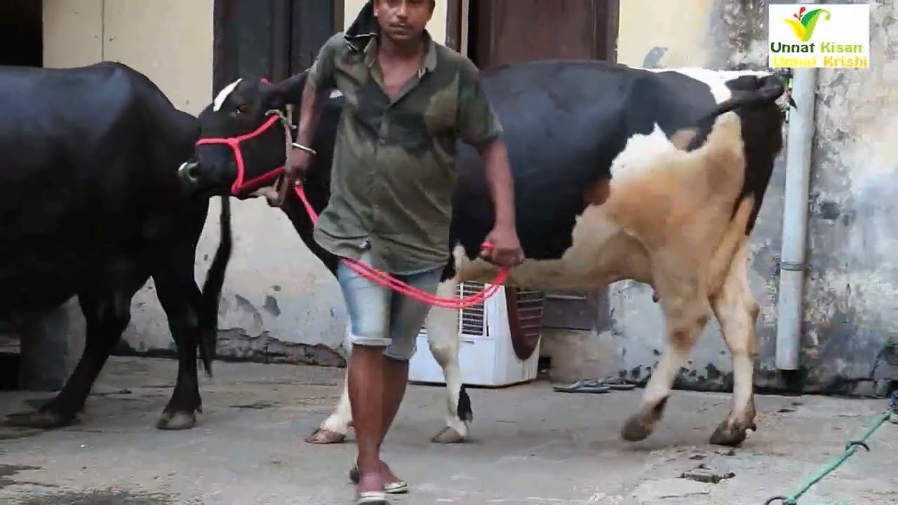 80 हजार के हिसाब में 28-35 लीटर दूध वाली गाये | Oberoi Dairy Farm | Tajpur Road | Ludhiana |