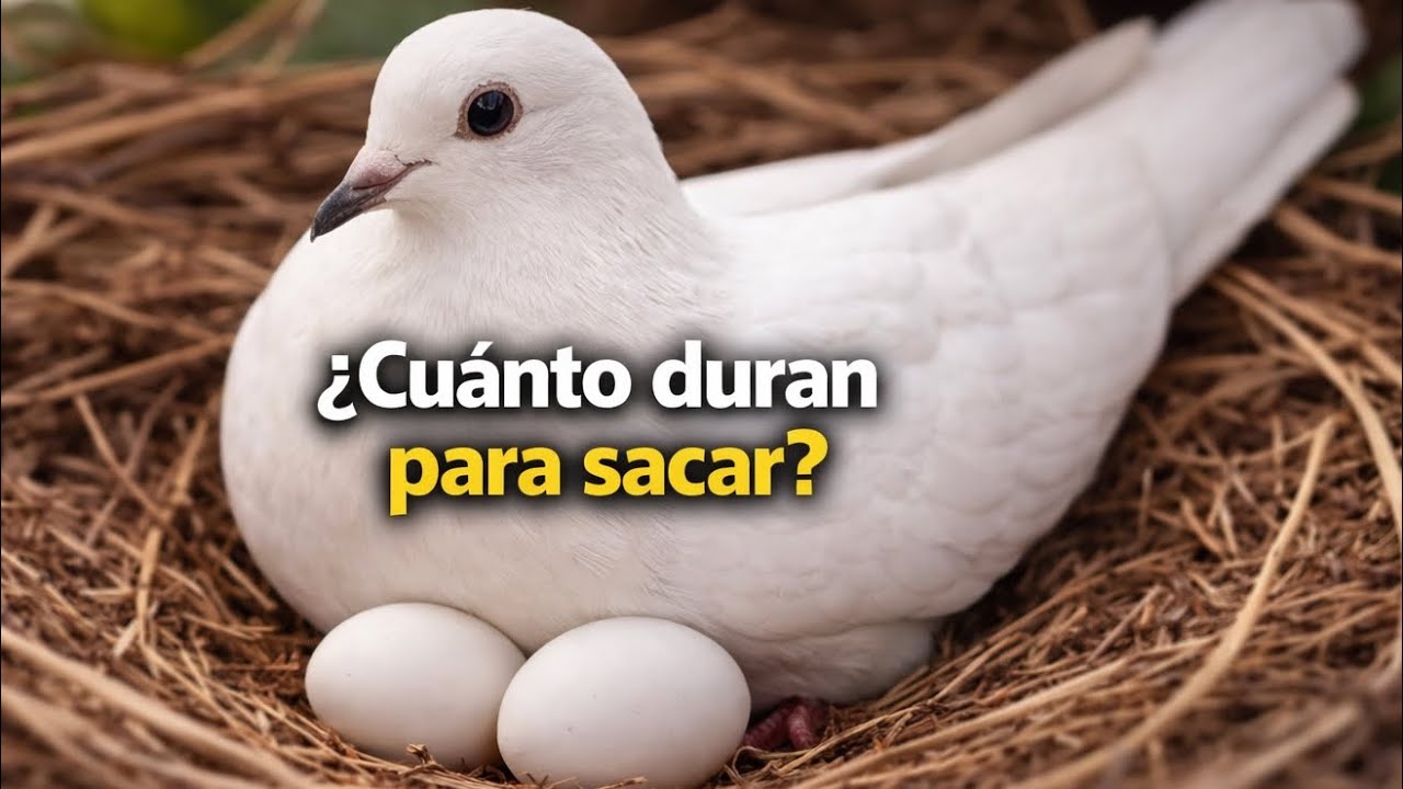 a los cuantos días sacan las palomas