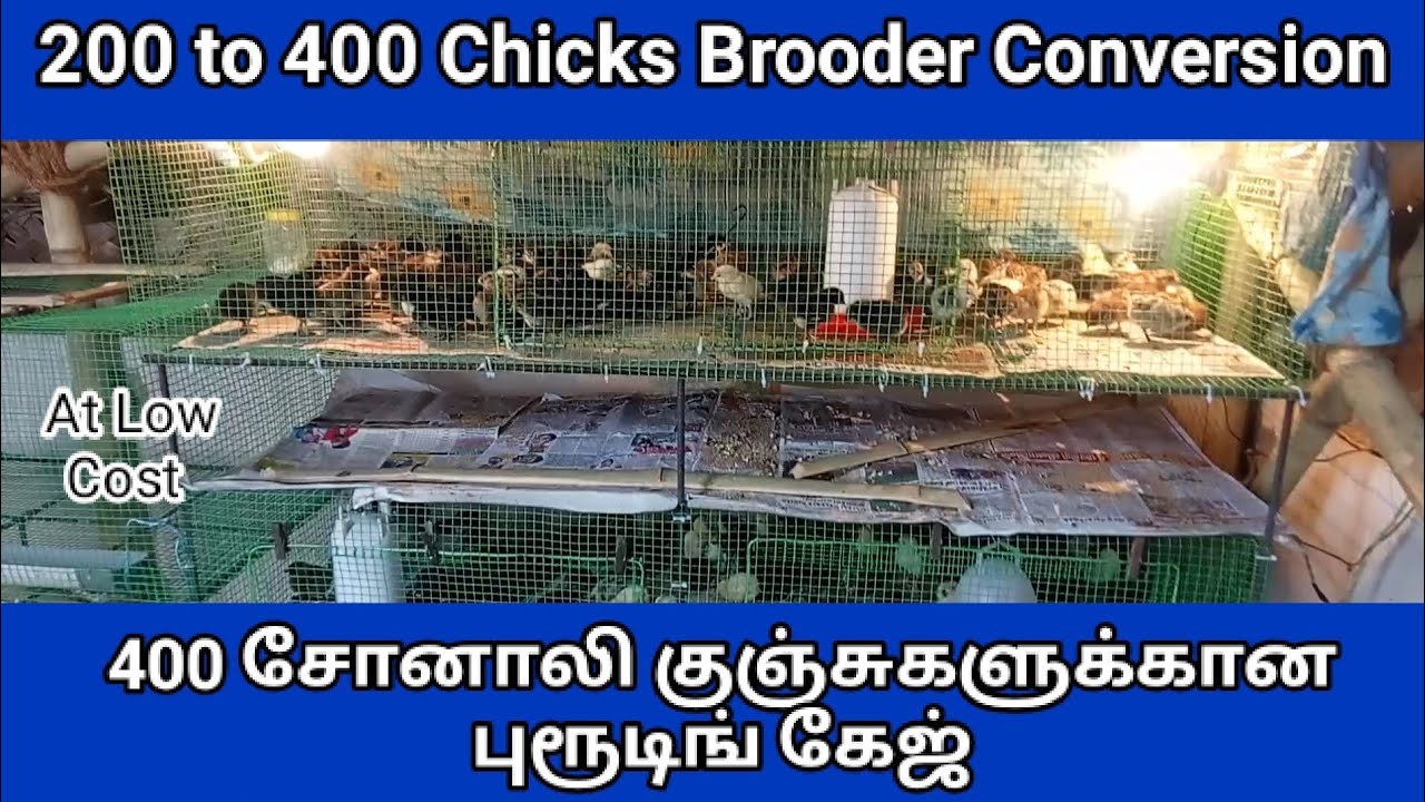 Part -2 #sonali #நாட்டுக்கோழிவளர்ப்பு #poultryfarming #brooding #cagemaking #chicks #brooder