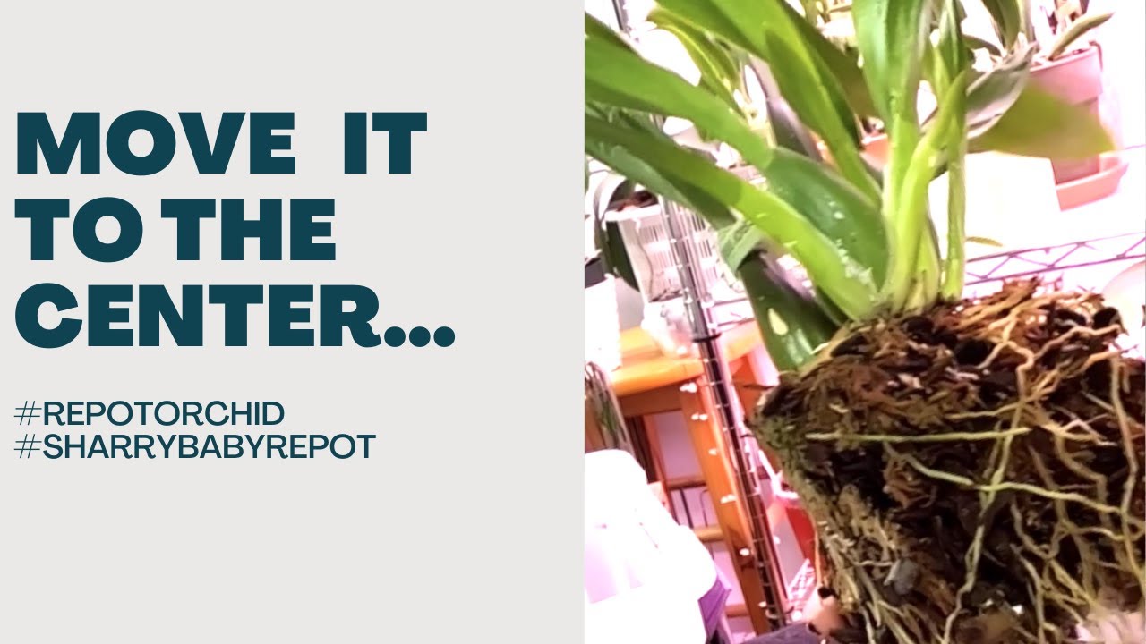 Repotting Oncidium Sharry Baby? Is this a repotting of Oncididum Sharry Baby?