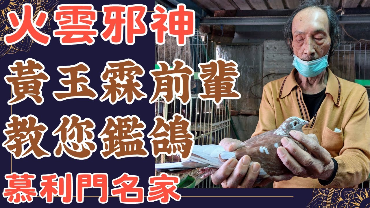 火雲邪神教你鑑鴿！紅鴿育種名人黃玉霖老前輩 #慕利門 #強豪 #鴿刊 #種鴿 #海翔 #pigeon #鴿子 #育種 #養鴿 #粉鳥 #銘鴿 #賽鴿 #鴿眼 #眼誌