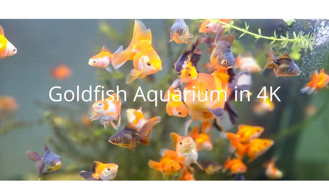 Peaceful 4K Aquarium Water Sounds Only