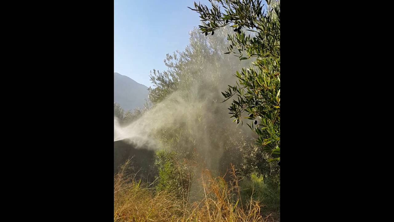 Fundo Verde. Preparando la cosecha 2016.