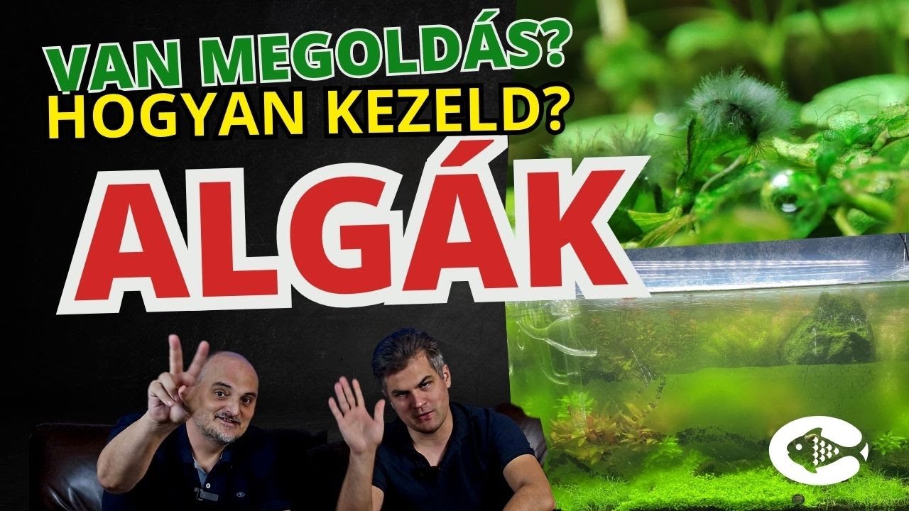 Algásodás okai és kezelésük akváriumban
