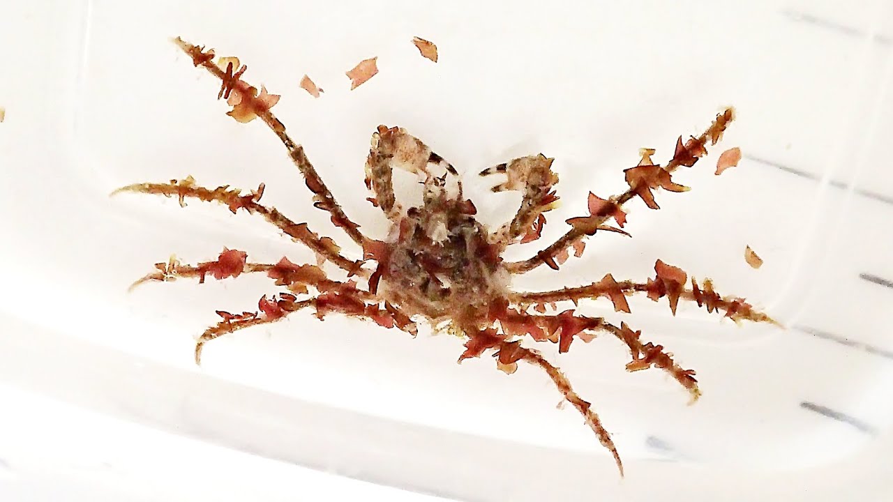 イッカククモガニ  Pyromaia tuberculata【浦安水辺の生き物図鑑】