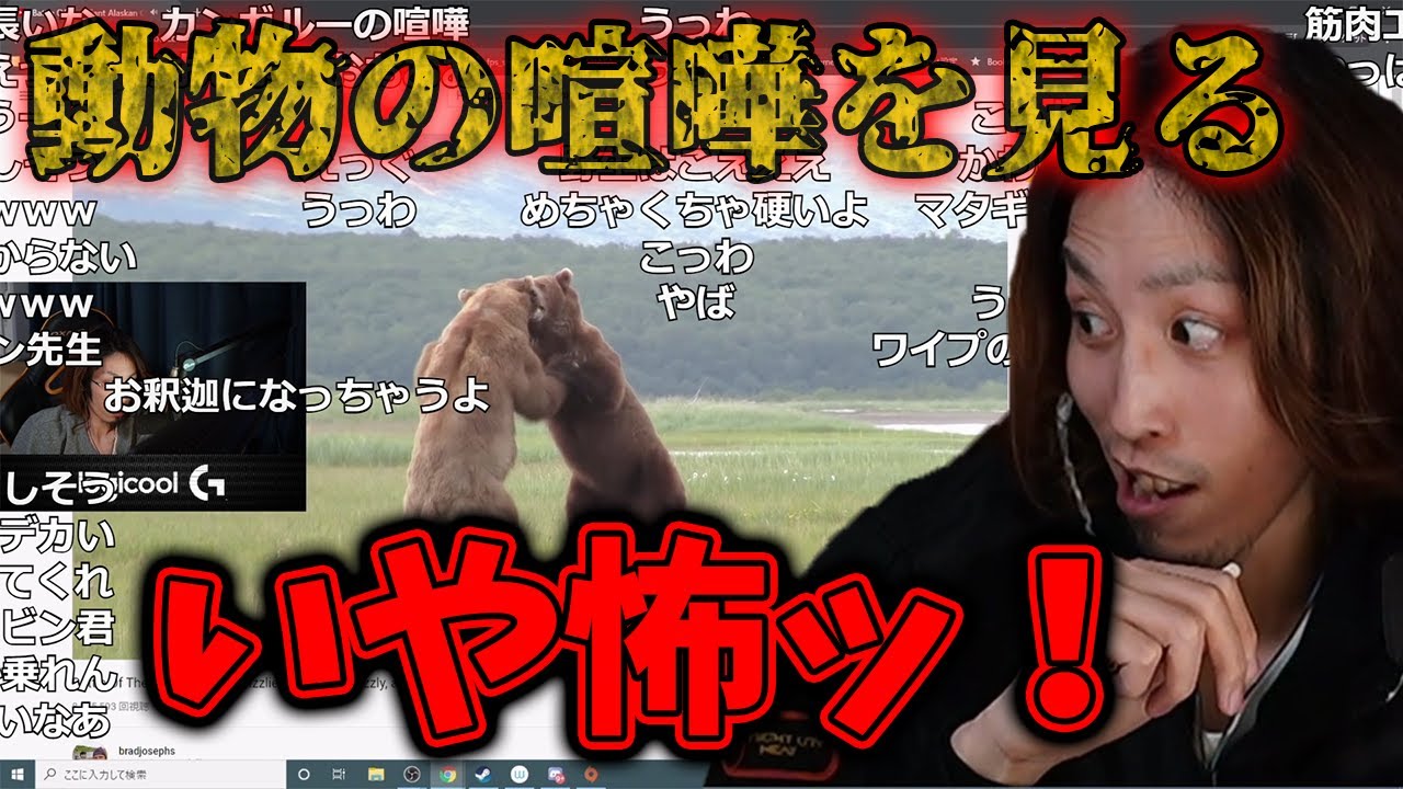 【Apex】動物達のマジ喧嘩を見る釈迦【2021/02/27】