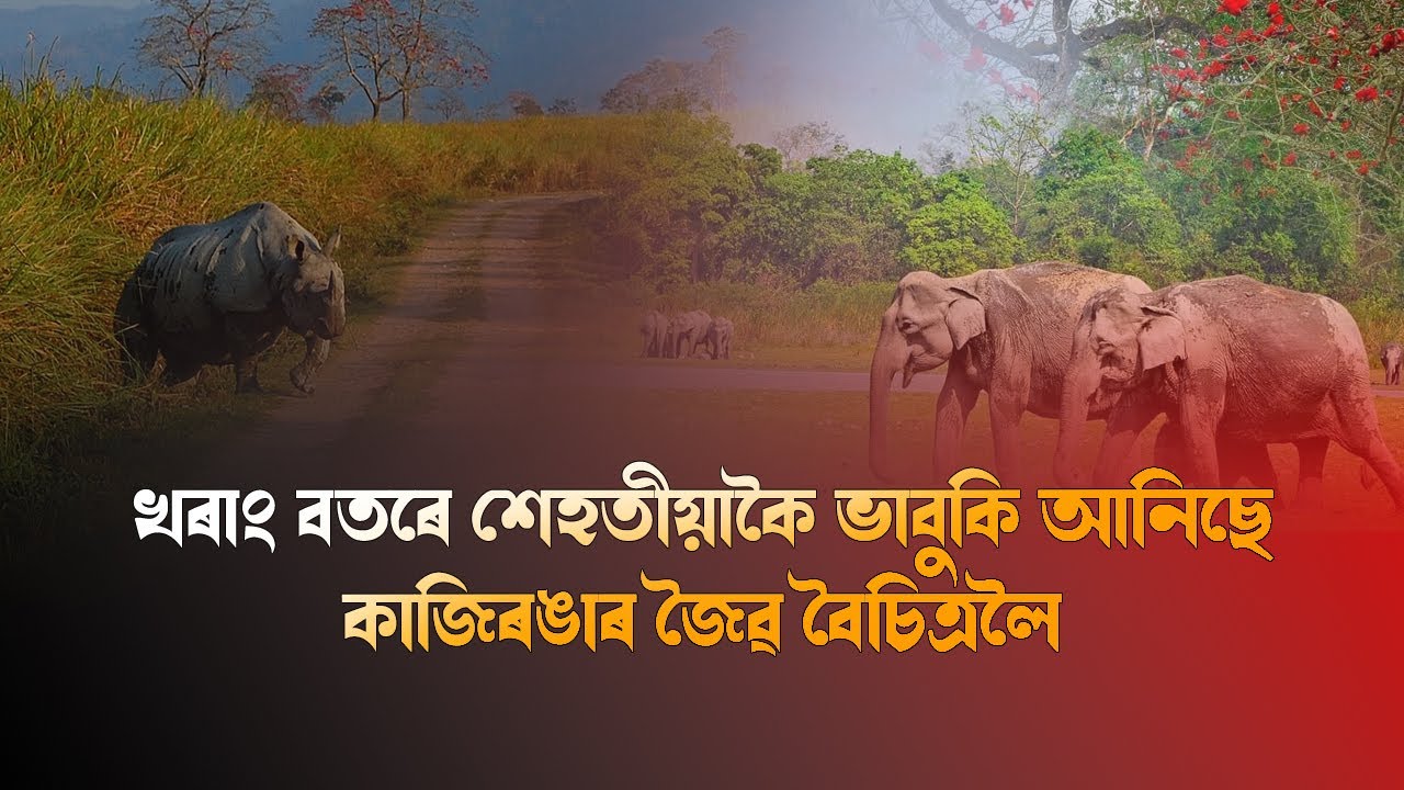দীঘলীয়া খৰাং বতৰে শেহতীয়াকৈ ভাবুকি আনিছে কাজিৰঙা ৰাষ্ট্ৰীয় উদ্যানৰ জৈৱ–বৈচিত্ৰলৈ