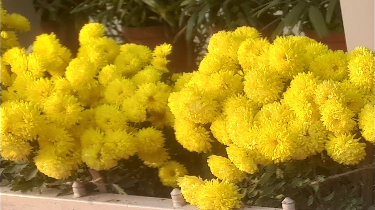 sathi short vlog 99 is live🌼🌼 জীবনের যত ফুল এখন হাসে