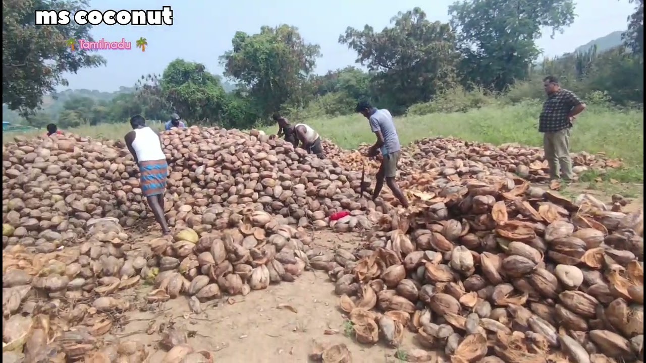 Black coconut 400g average packag and losing ms coconut 9843641848(06.02.2026) Tamilnadu10 ton order