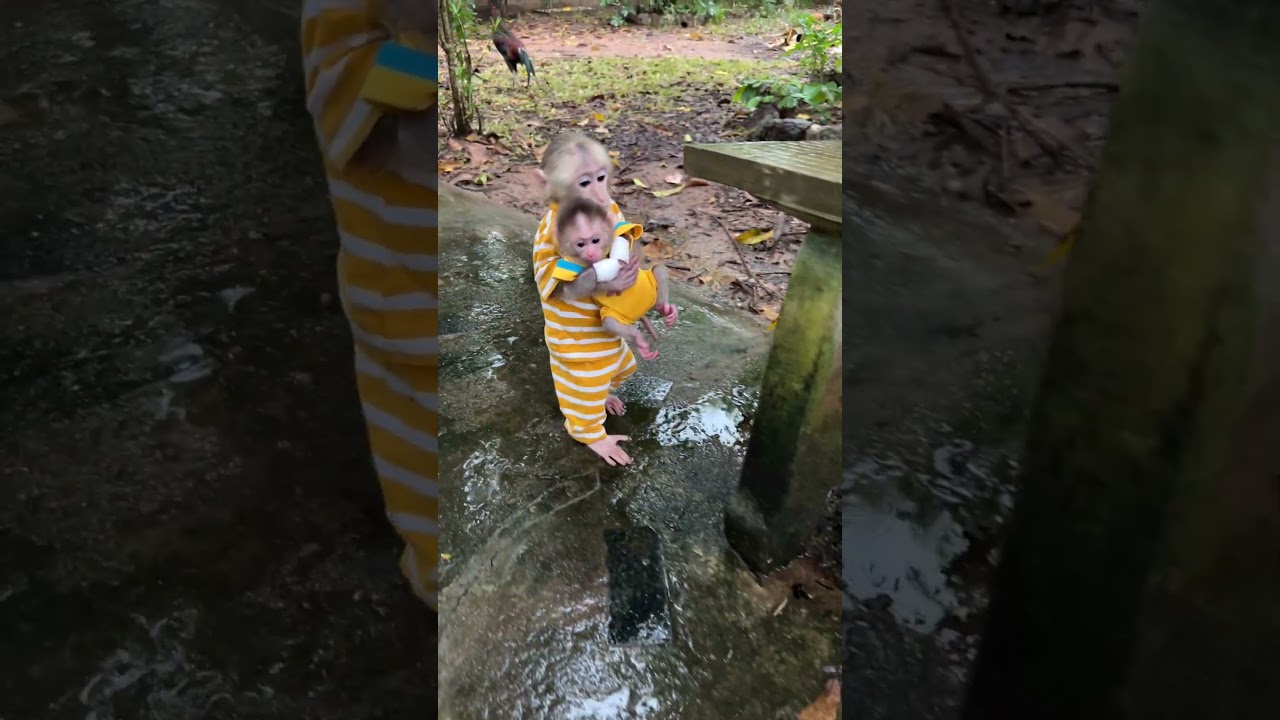 Lil Smart Baby PavPav Holding Baby ChiChi Walk Outside