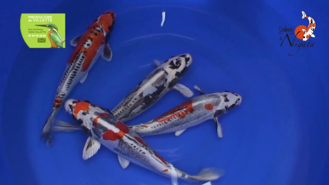 S&eacute;lection 2016-2017 PISCICULTURE DE VILLETTE
