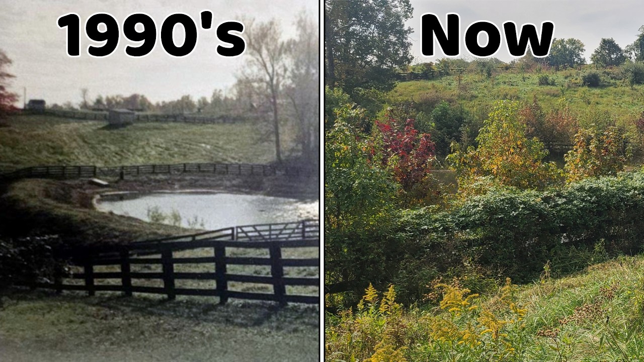 Front Pond Restoration: The Beginning: Using Goats and Sheep