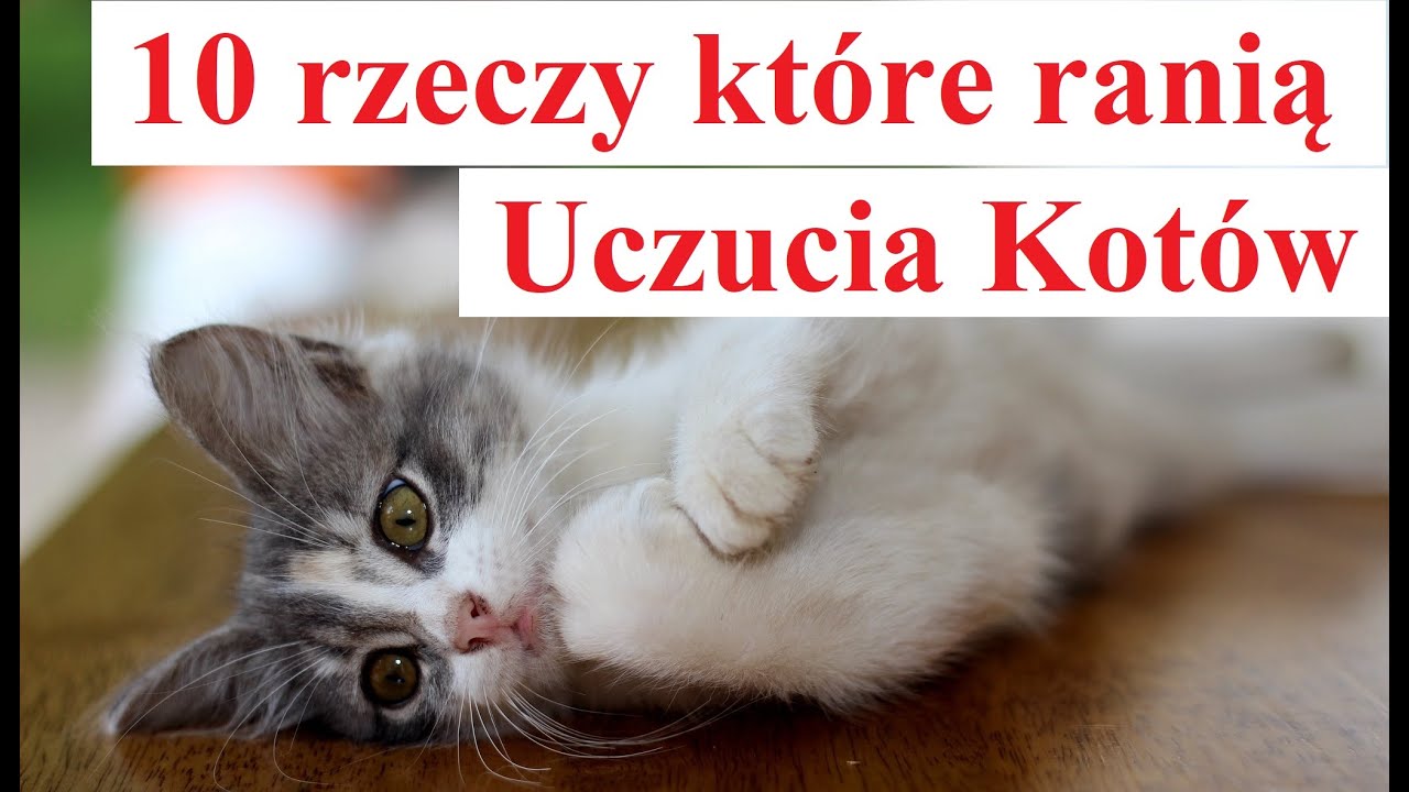 10 rzeczy które ranią Uczucia Kotów