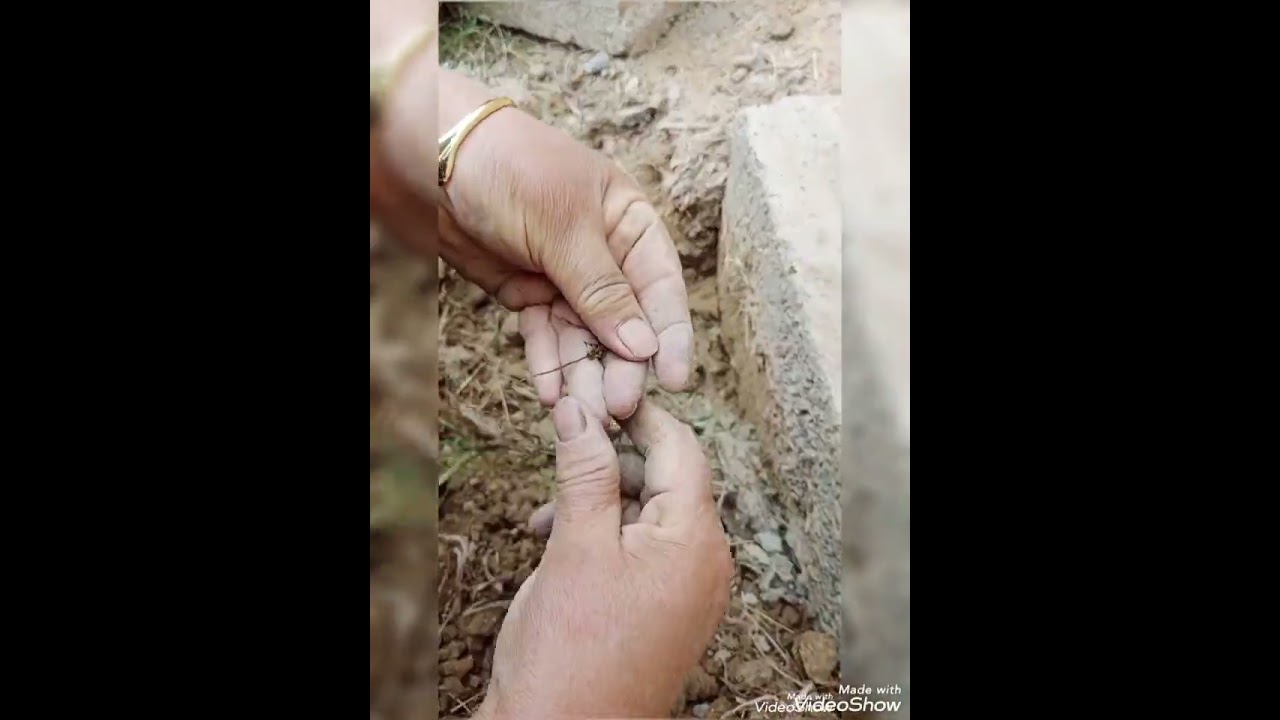 استخراج السعد من ايد أم حبايب