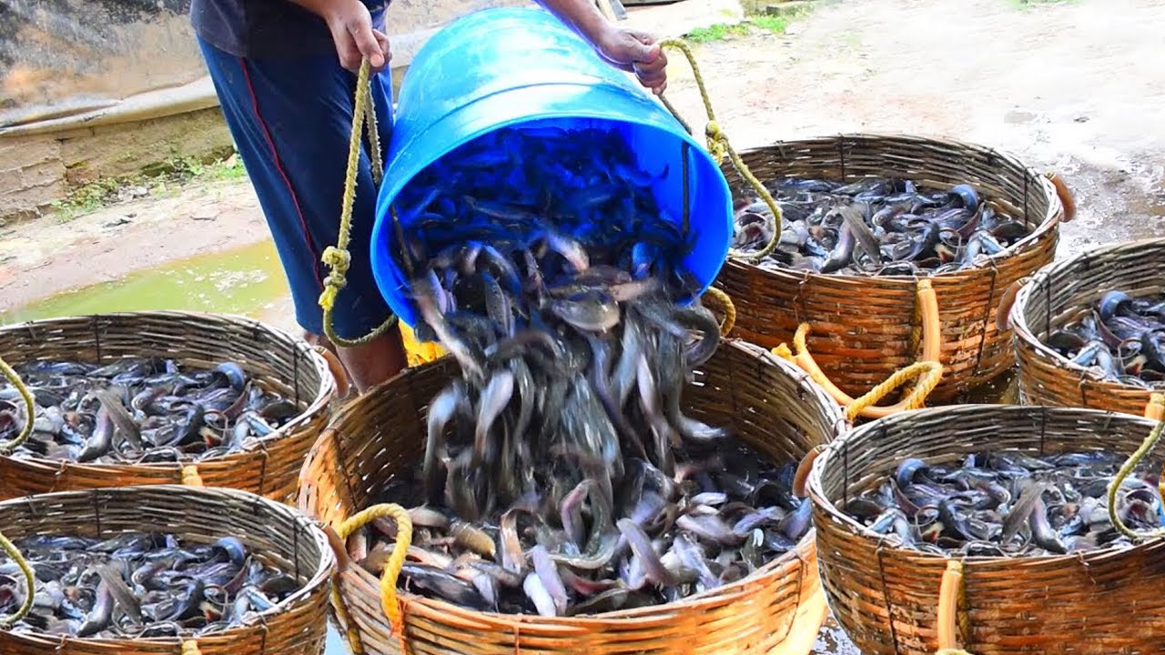 Raising Thousands of Baby Catfish - How to Become Successful in Breeding & Raising Catfish!!