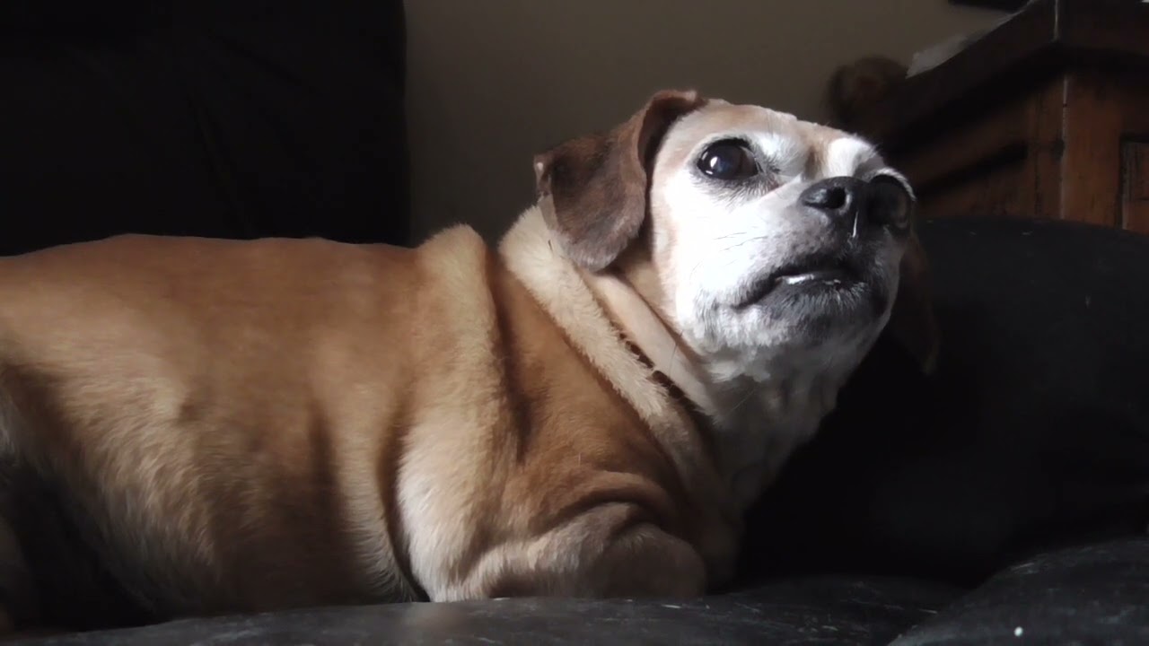 Winnie with tummy gurgles