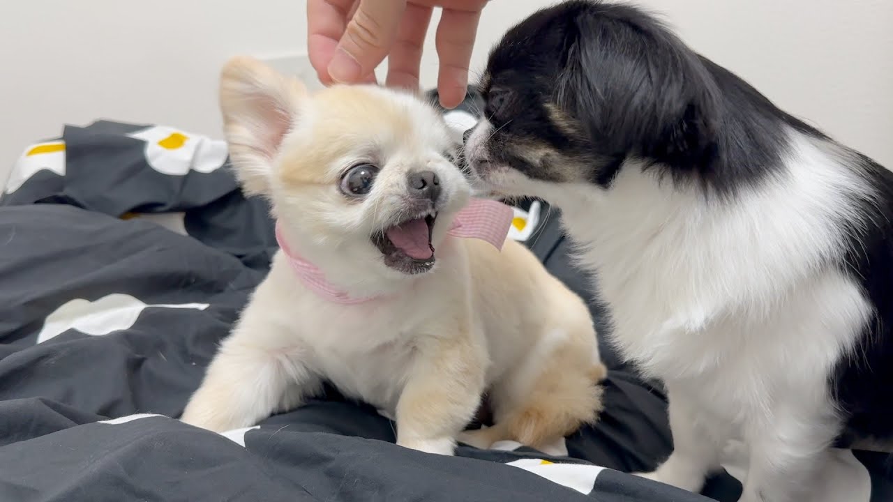 寂しがり妹犬のかまちょに、姉犬がブチギレた結果…