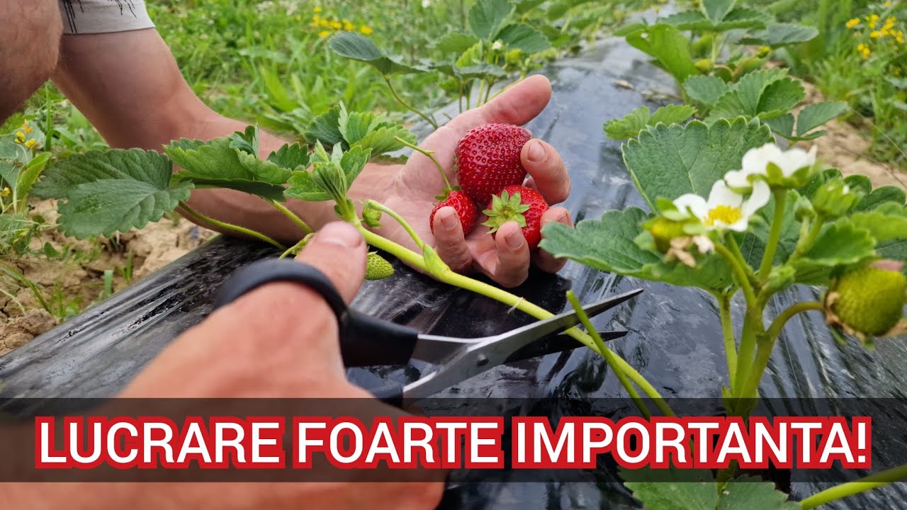 DE CE TREBUIE ELIMINATI STOLONII LA CAPSUNI? CUM  FACEM ACEASTA OPERATIUNE?
