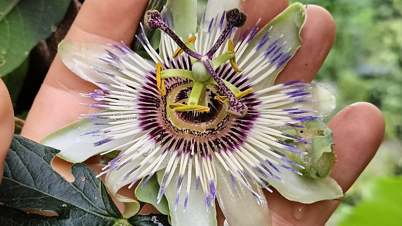 Passiflora caerulea, fascino esotico