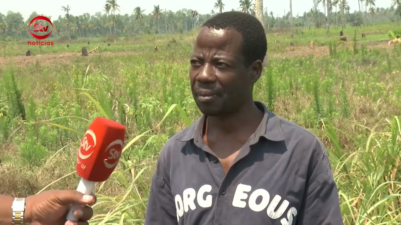 ZAMB&Eacute;ZIA EST&Aacute; A SER AFECTADA PELA DOEN&Ccedil;A DE AMARELECIMENTO LETAL DO COQUEIRO