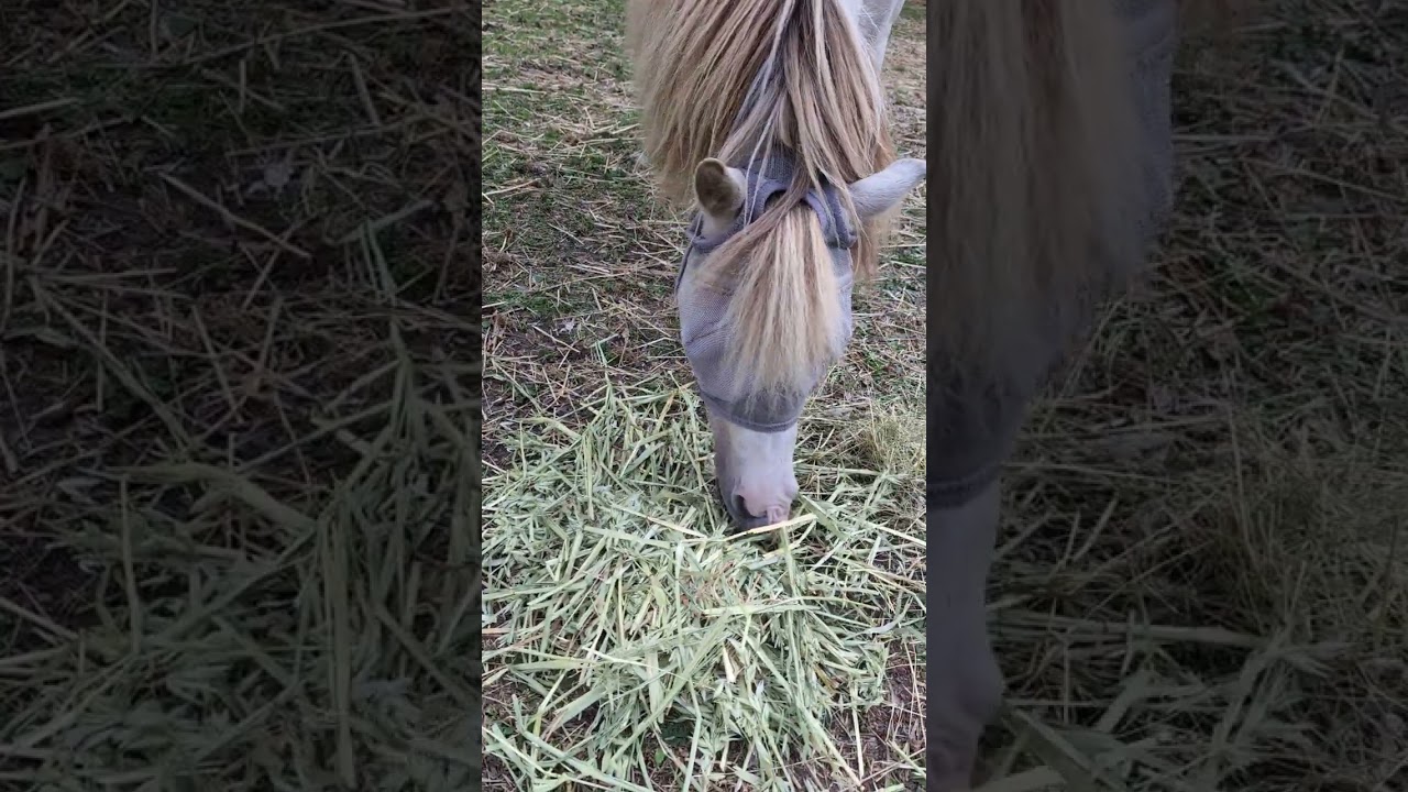 Preference hay, oat straw/ oat hay and straw