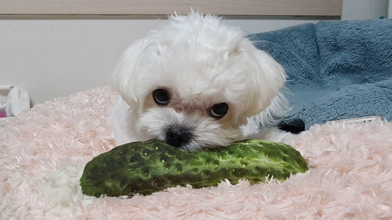 반항하는 개춘기 딸 때문에 속터지는 엄마개