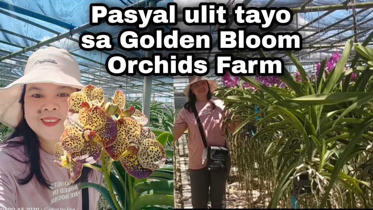 Pasyal ulit tayo sa Golden Bloom Orchids Farm