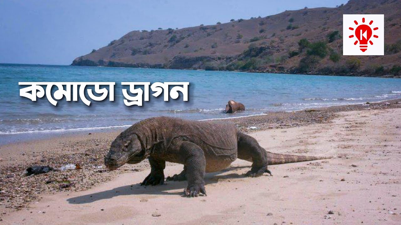Komodo Dragon | What Why How | Komodo Dragon | Ki Keno Kivabe