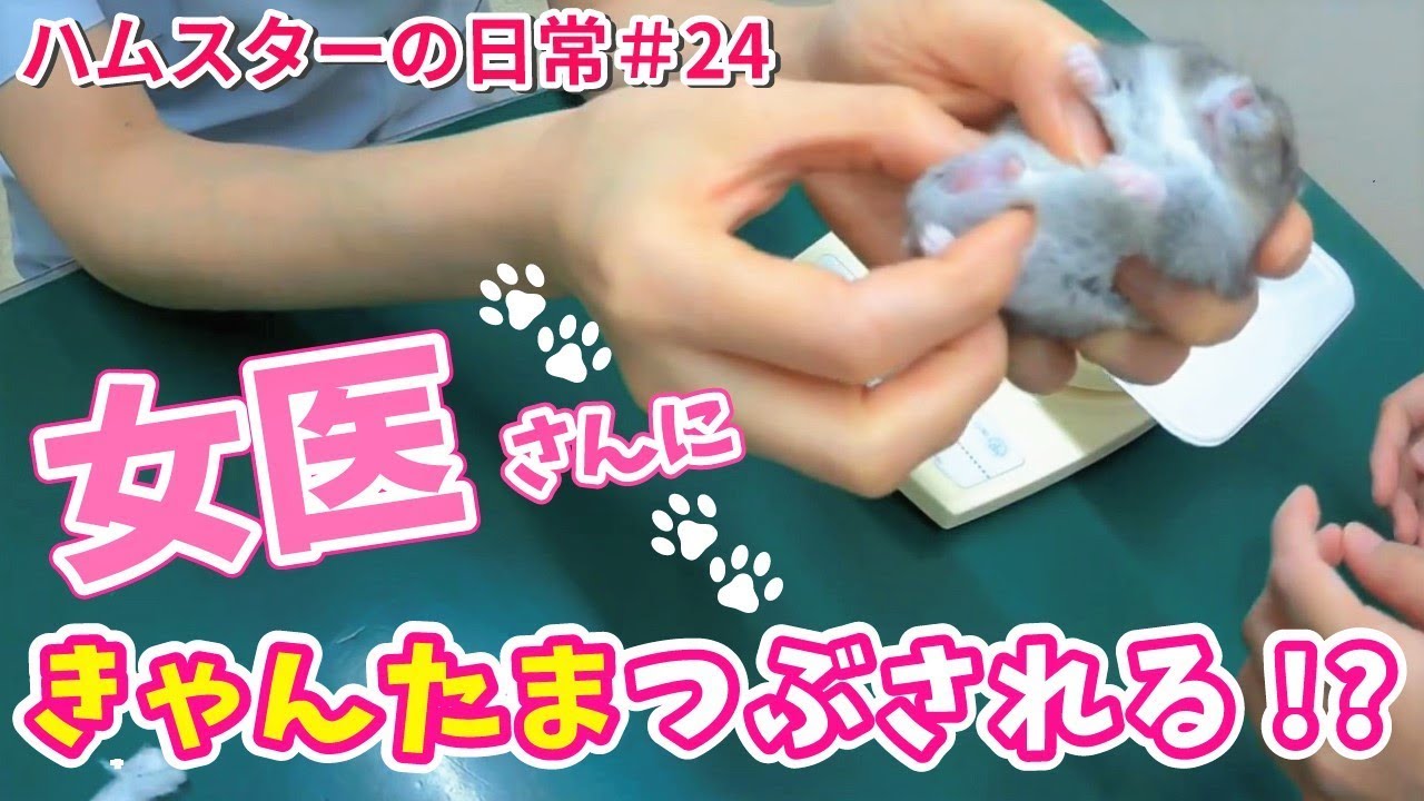【ハムスター】膀胱が腫れてきたので動物病院に連れて行った結果、女医さんにきゃんたまをつままれる…ｗ＃24