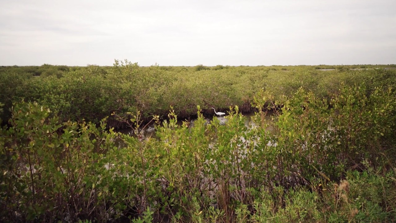 Everglades National Park - Scenery and Wildlife