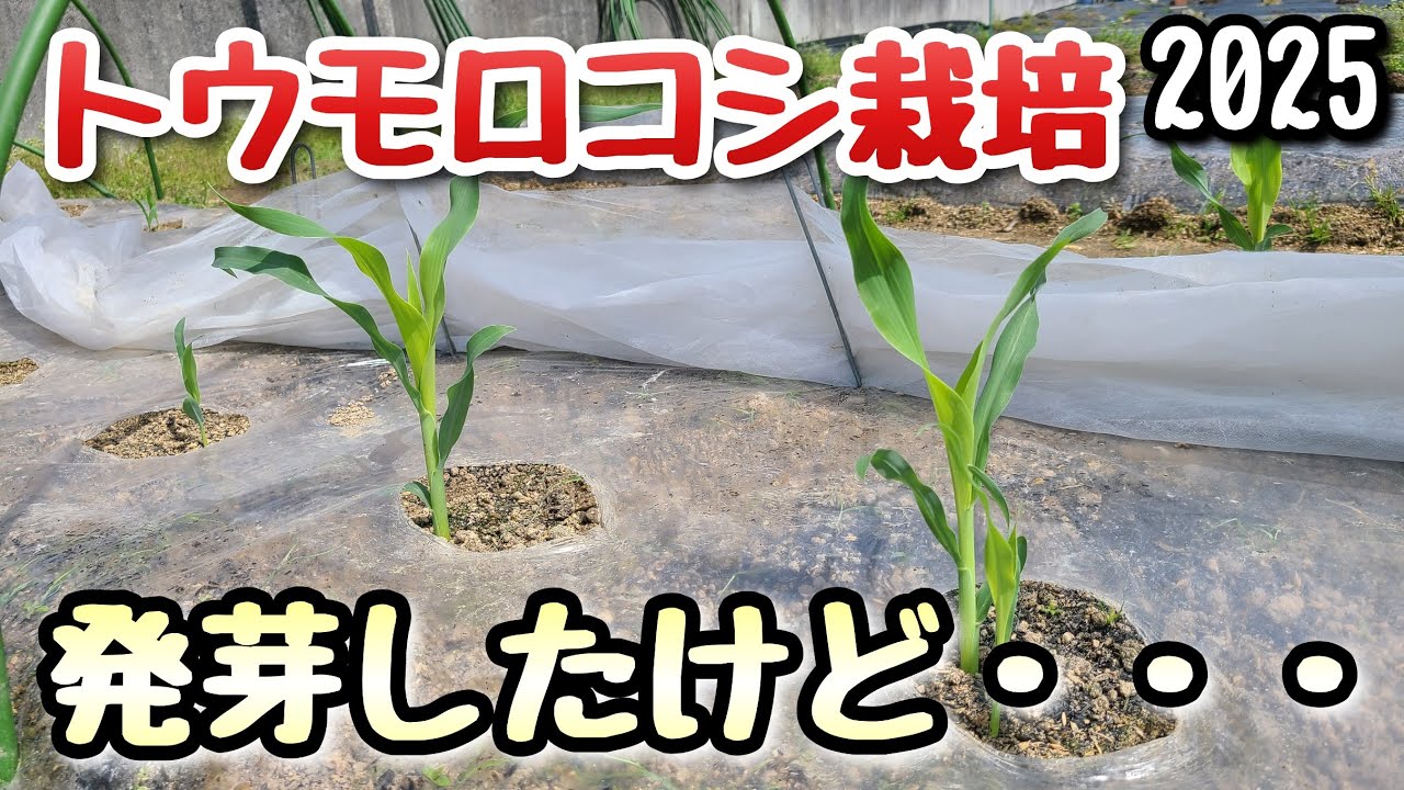 【トウモロコシ】発芽状況のご報告～直まきとセルトレイまき～